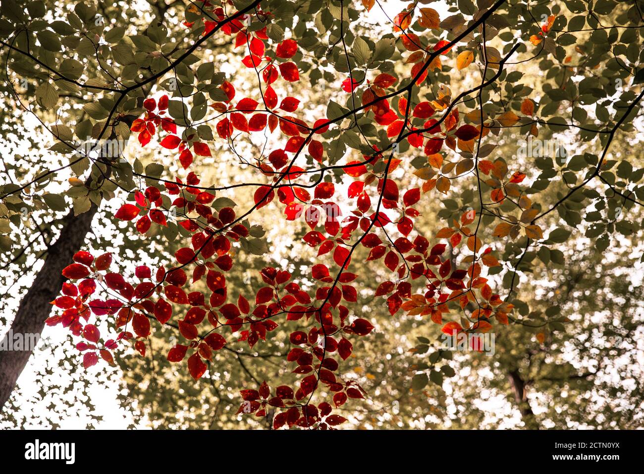 Closeup shot leaves branches hi-res stock photography and images - Alamy