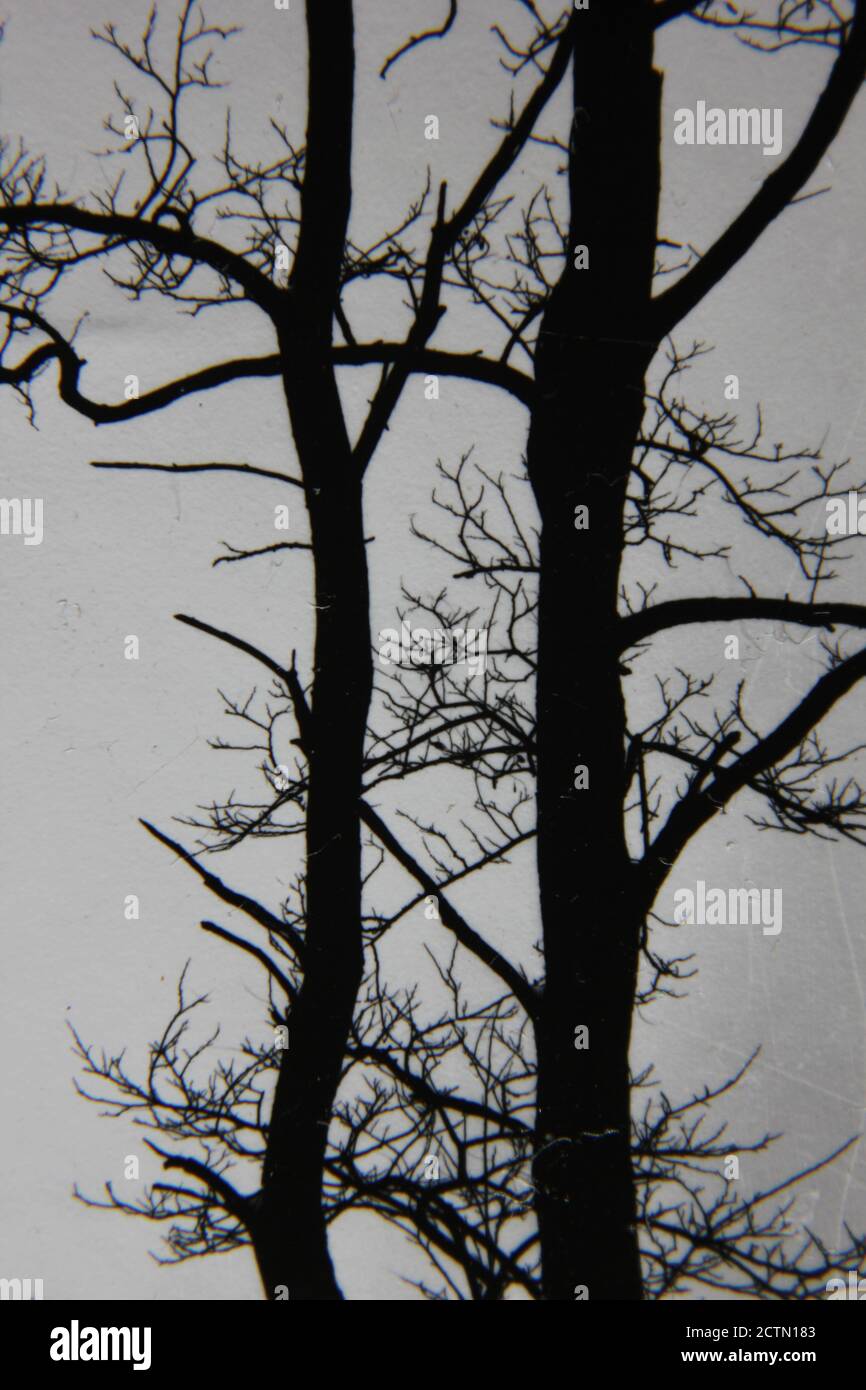 Fine 1970s vintage black and white photography of trees growing in the ...
