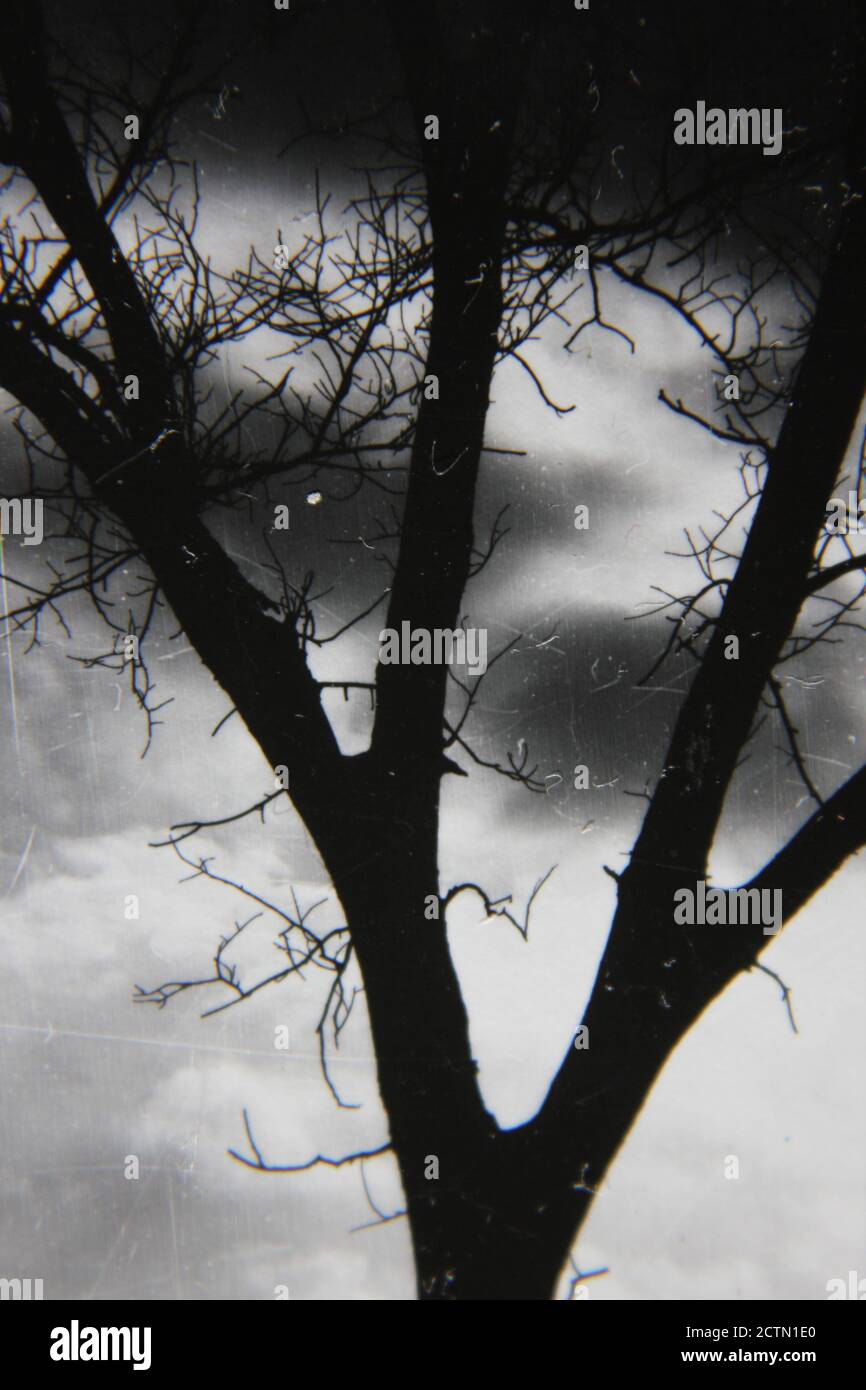 Fine 1970s vintage black and white photography of trees growing in the ...