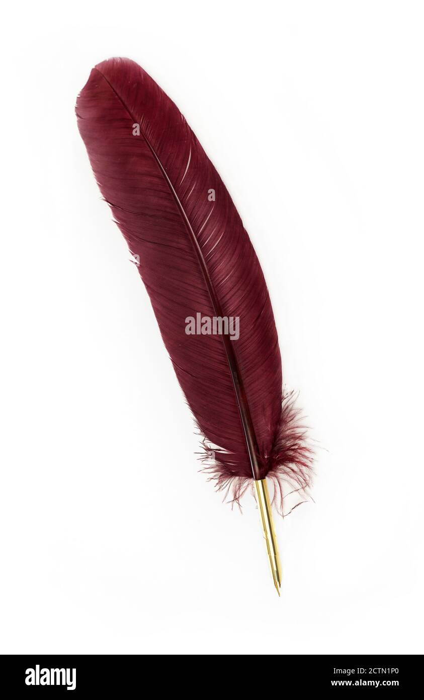 Calligraphy quill isolated on white Stock Photo Alamy