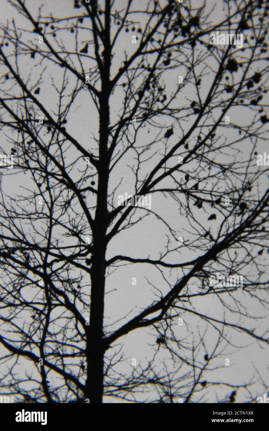Fine 1970s vintage black and white photography of trees growing in the ...