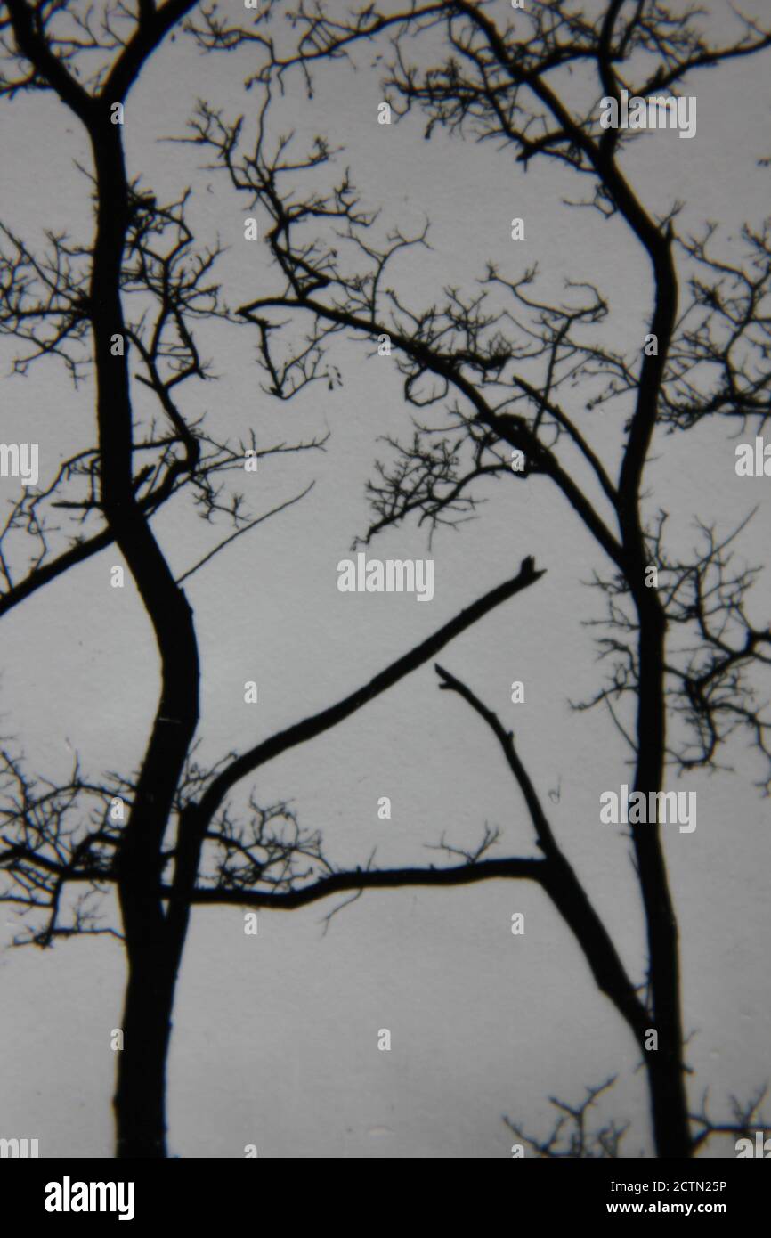 Fine 1970s vintage black and white photography of trees growing in the ...