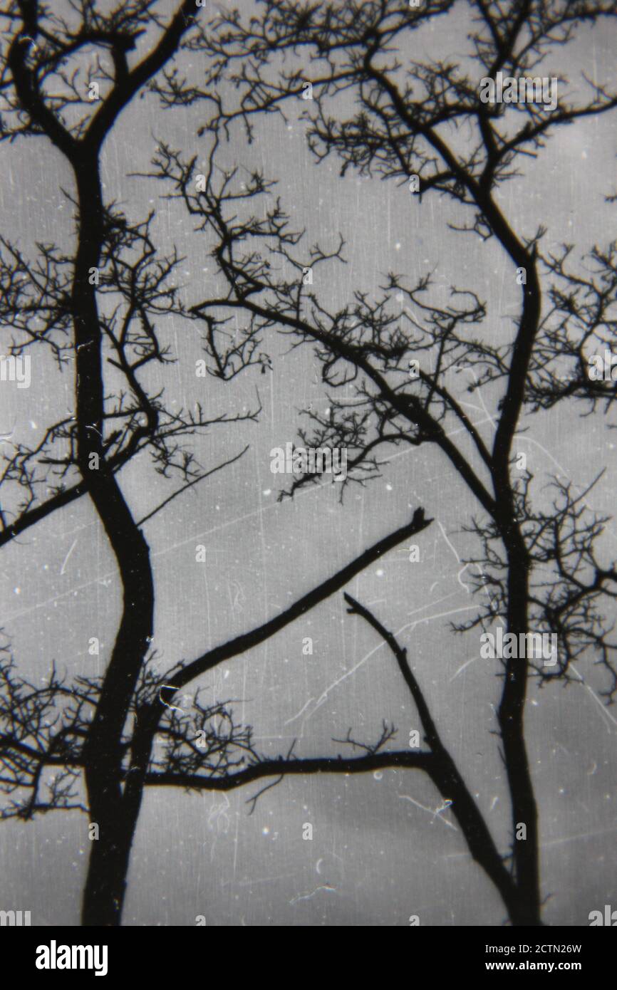 Fine 1970s vintage black and white photography of trees growing in the ...