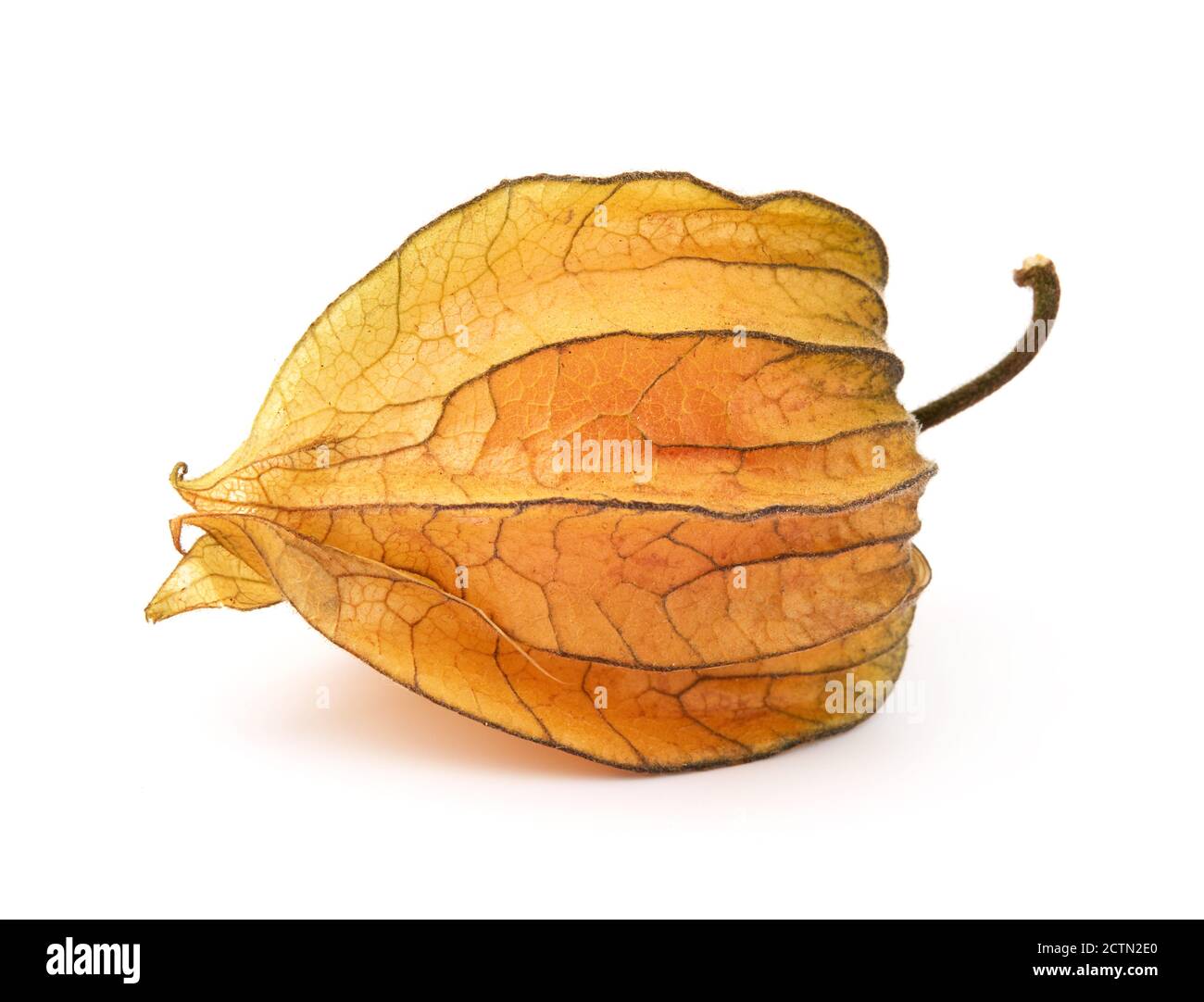 Physalis fruit isolated on white Stock Photo