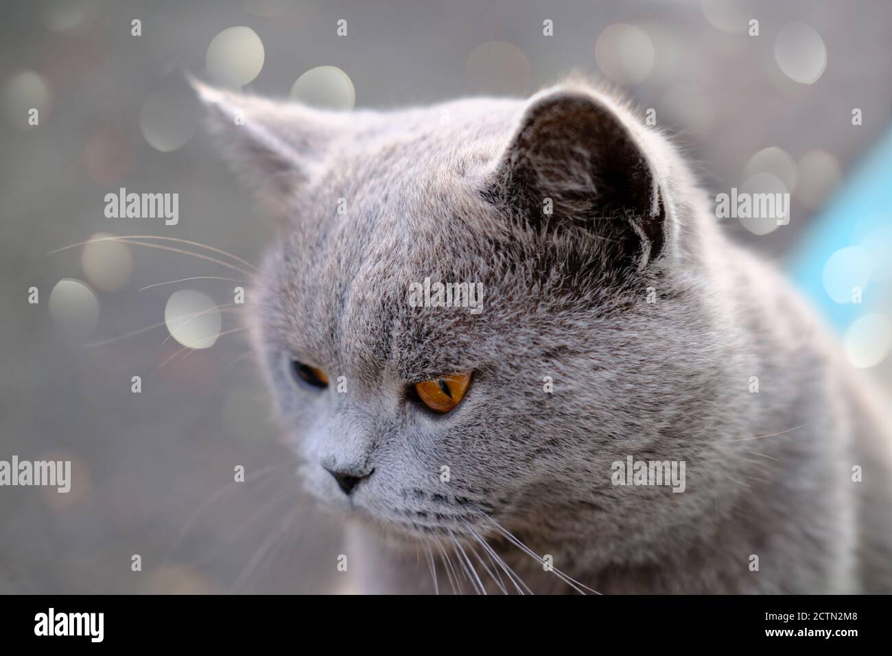british shorthair cat with yellow eyes. close up portrait of a serious cat looking aside. pet care and cat love concept. bokeh lights on a background. purebred animals. Stock Photo