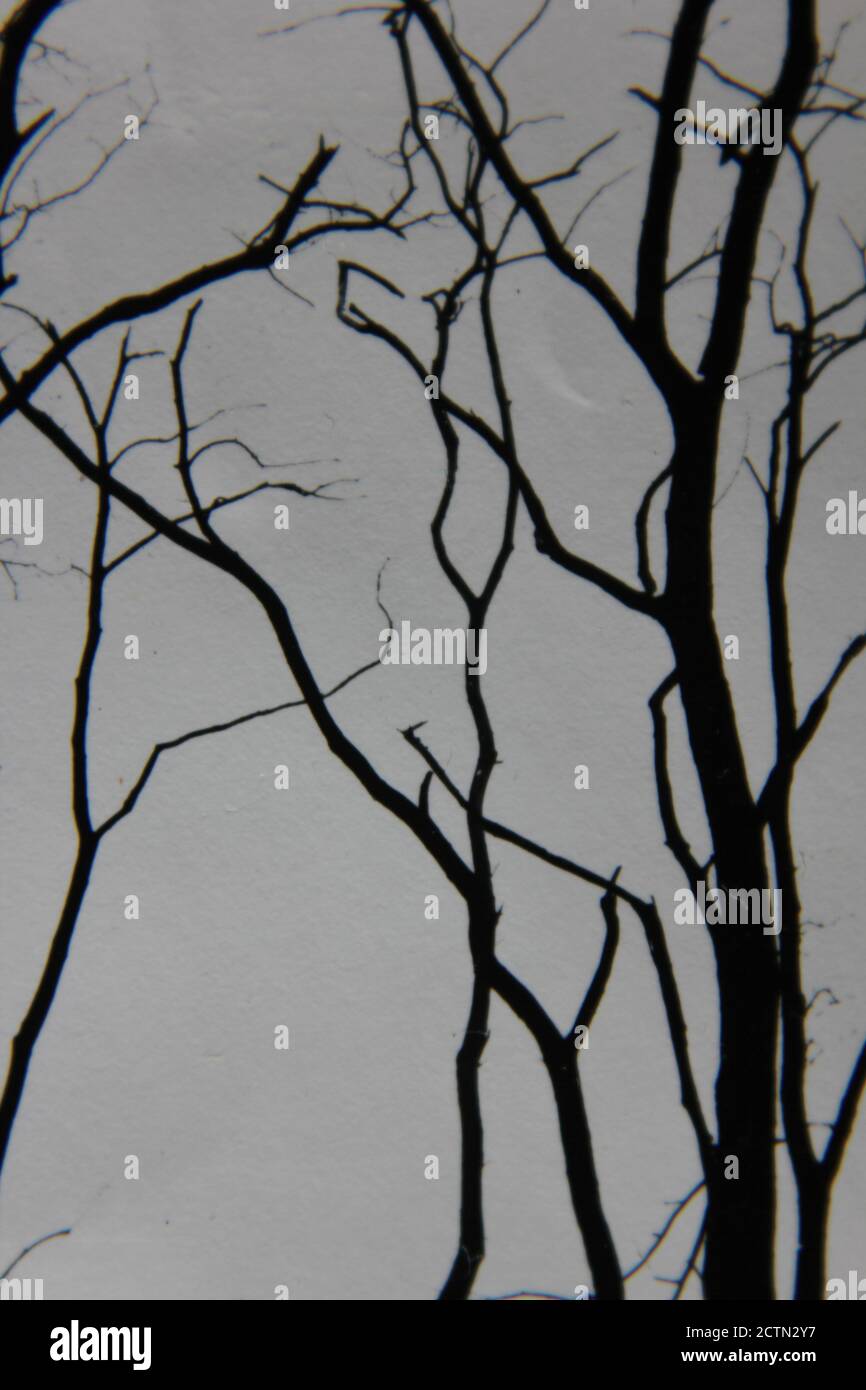 Fine 1970s vintage black and white photography of trees growing in the ...