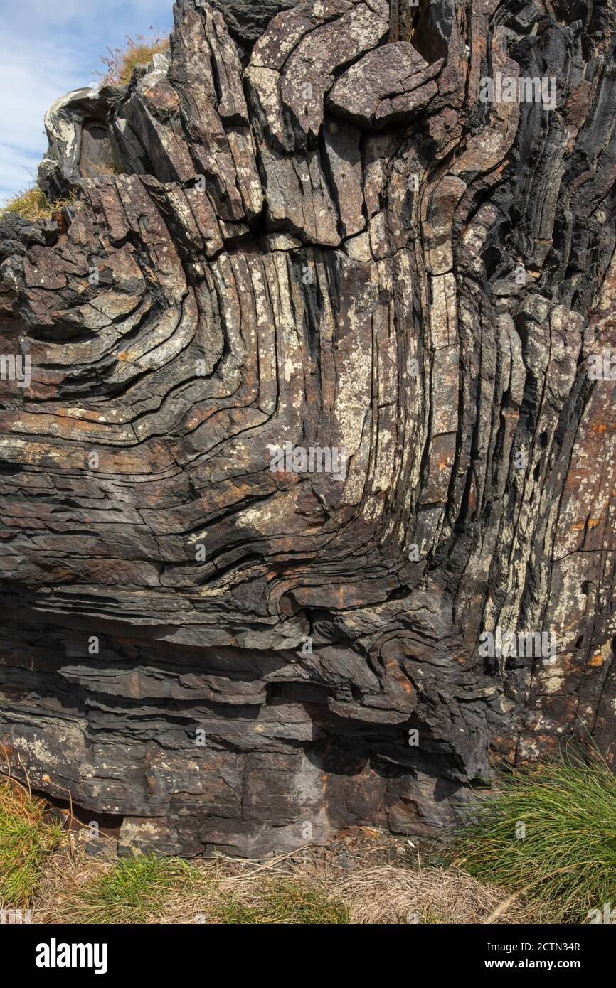 Vertical Folded Layered Rocks Bent, curved and folded layers of rock, Boscastle, Cornwall, England ...