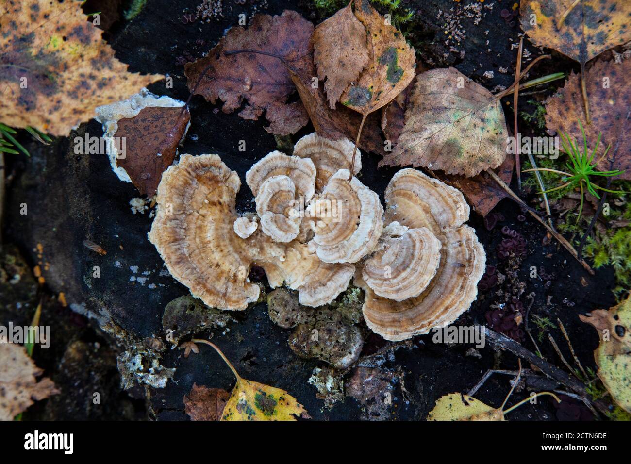 a parasitic fungus on the trunk of a dead tree Stock Photo