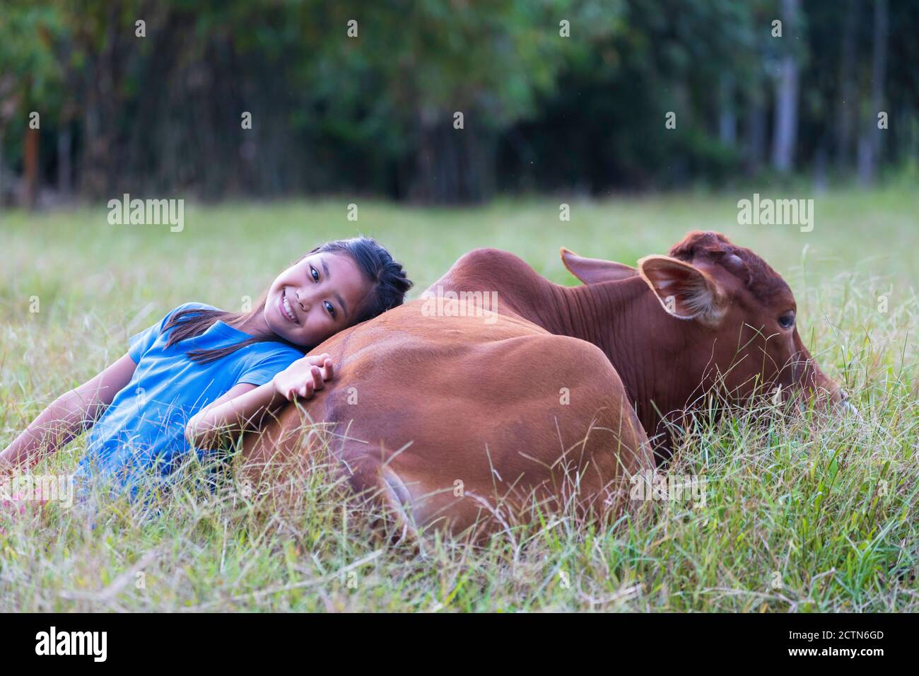 A young Asian girl is smiling happily on the pasture with her cow in a ...