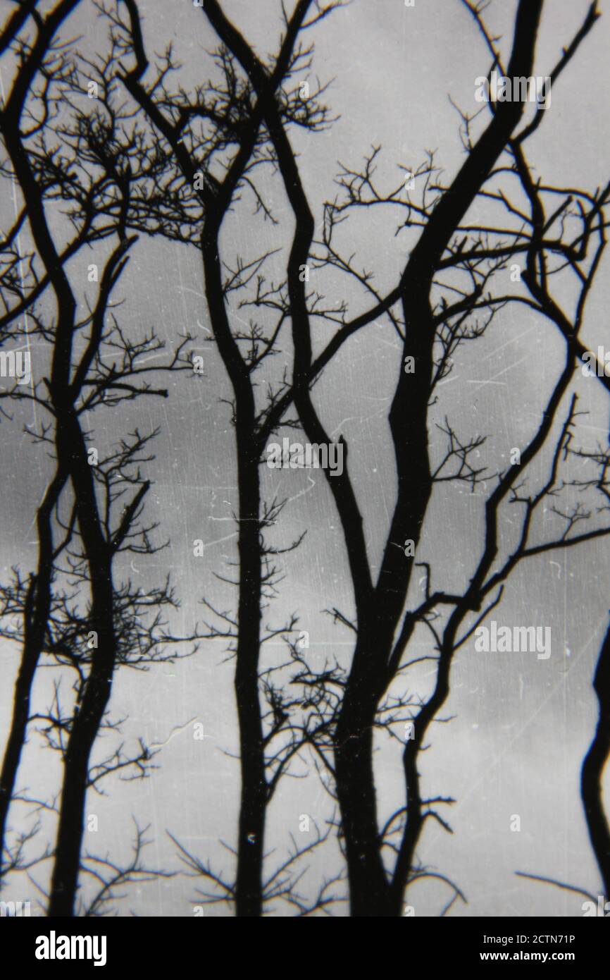 Fine 1970s vintage black and white photography of trees growing in the ...