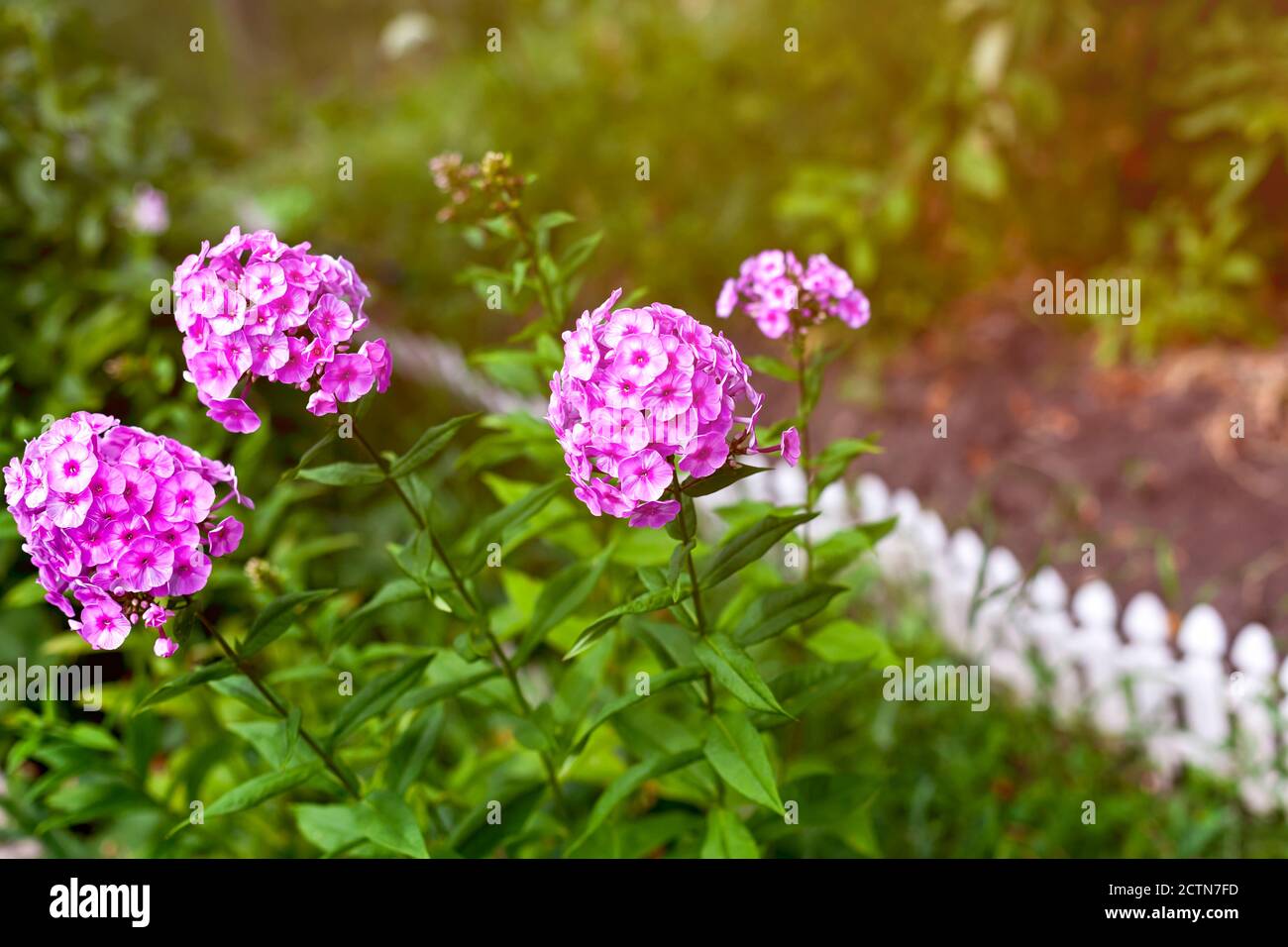 Blooming crimson phloxes in the garden. Summer time. Stock Photo