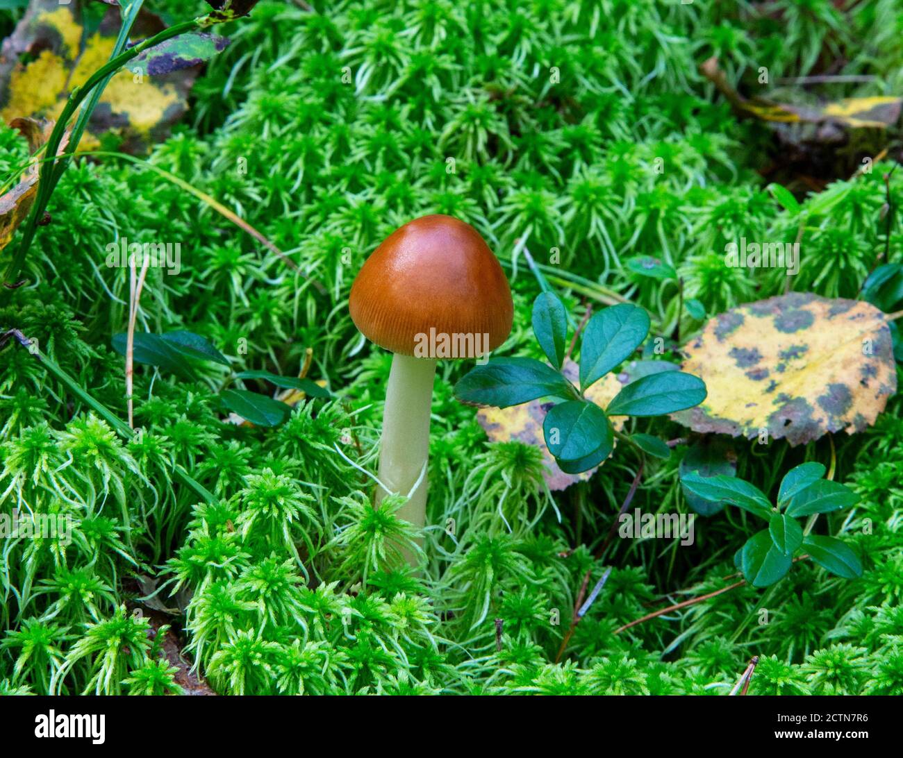 Amanita fulva mushroom, also known as the tawny grisette Stock Photo ...