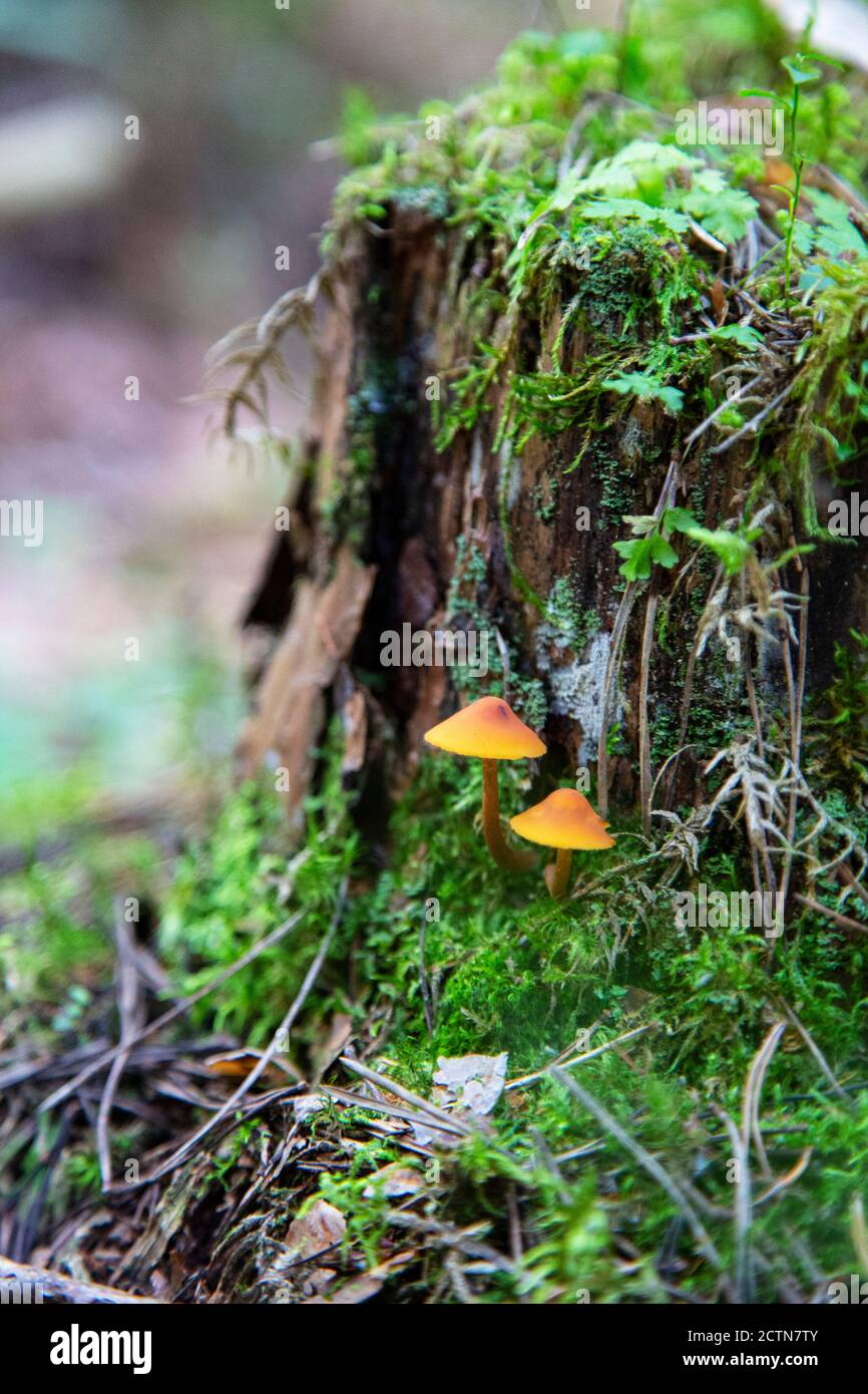 honey mushrooms growing on a stump in the forest Stock Photo - Alamy