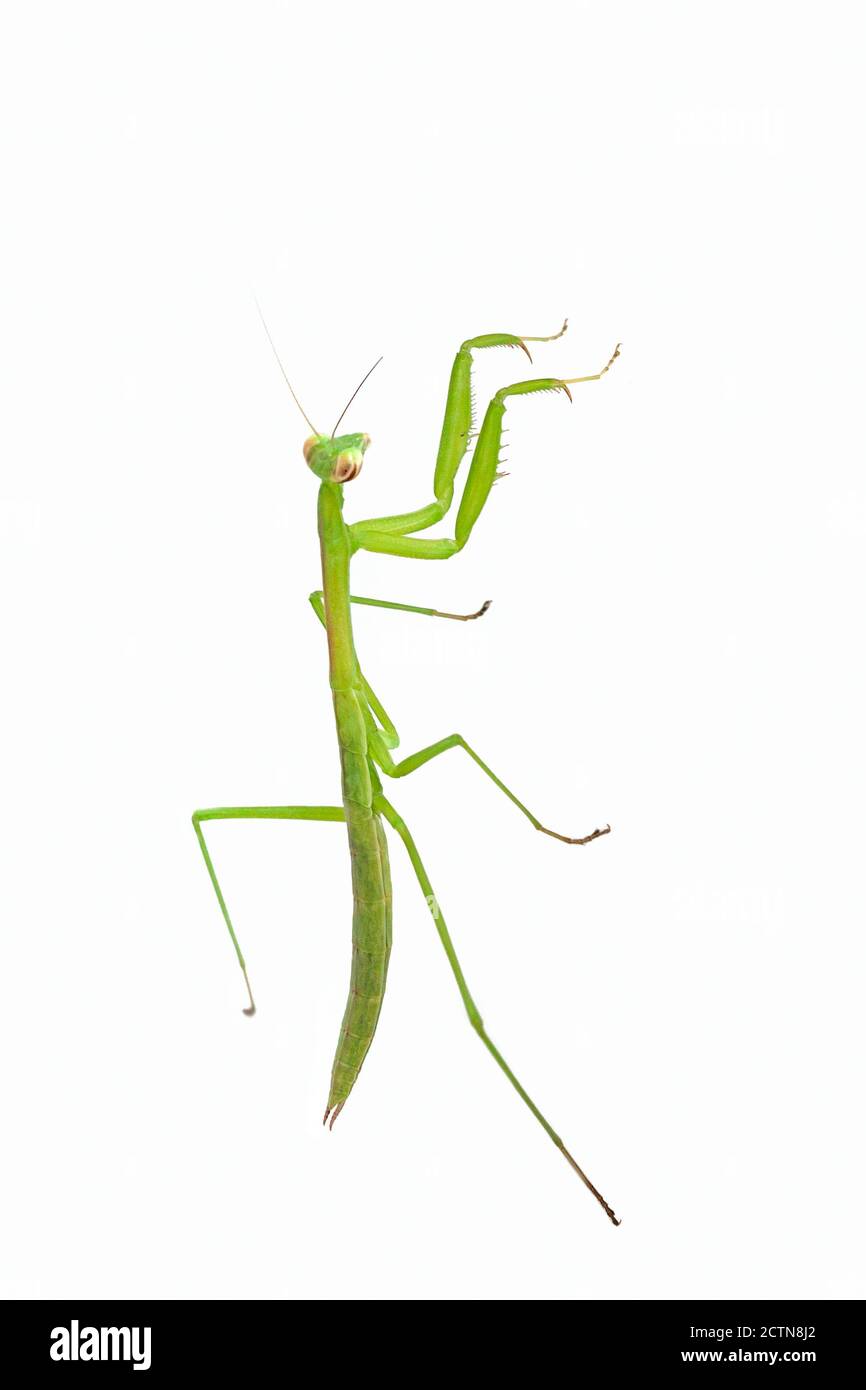A praying mantis on a white background. It's elongated body faces upward. Stock Photo