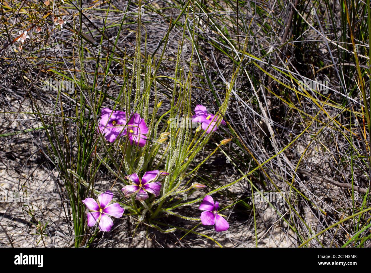 Giant Flowers Australia