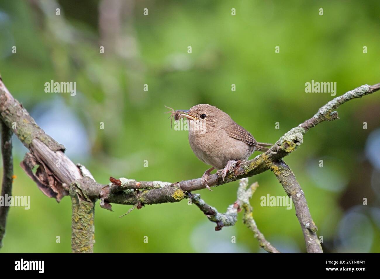 A house wren holds a spider in its beak while perched on a branch. Green background of the springtime leaves. Stock Photo