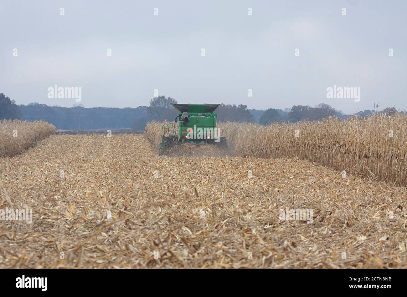 A tractor slices through a cornfield harvesting corn. Stock Photo