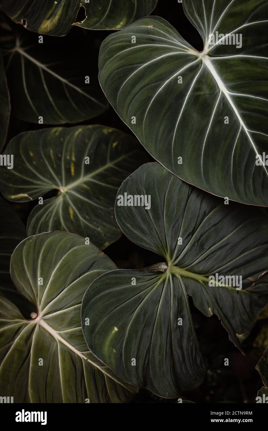 Top view of green leaves growing in dark hothouse Stock Photo