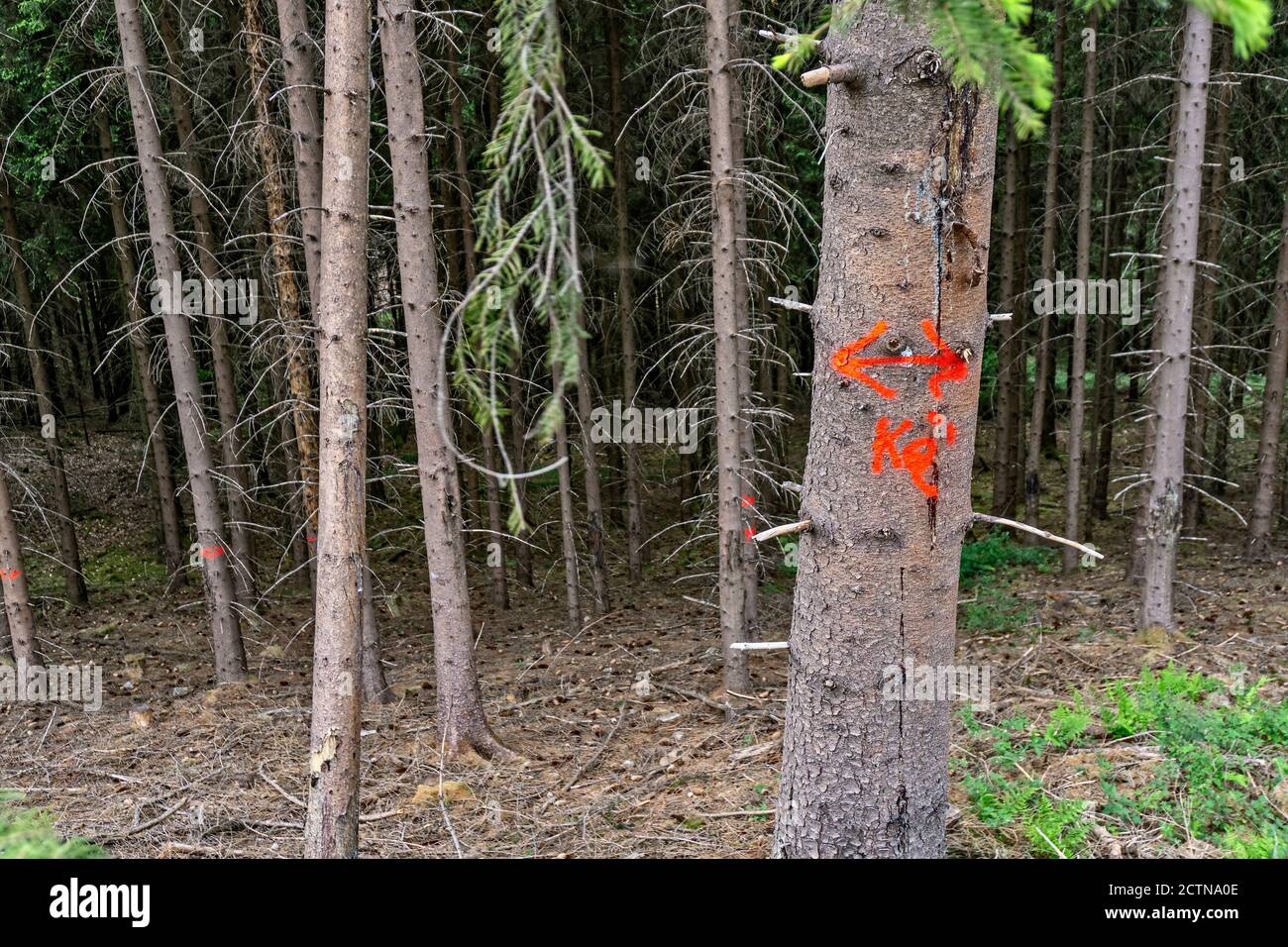 Due to infestation by bark beetles and spruces marked for logging in the Taunus (Germany) low mountain range, near Sandplacken. Stock Photo