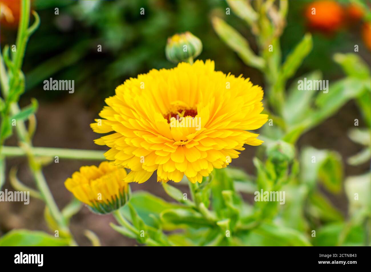 flower from the Asteraceae family with yellow petals on the background of other flowers Stock Photo