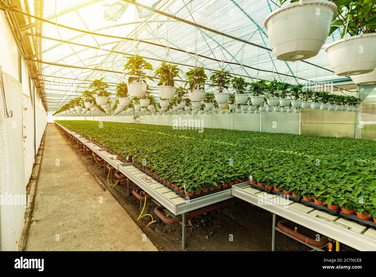 Modern hydroponic greenhouse with climate control system for cultivation of  ornamental plants Stock Photo - Alamy