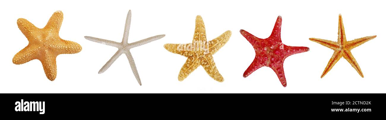 Star fish cut out Cut Out Stock Images & Pictures - Alamy