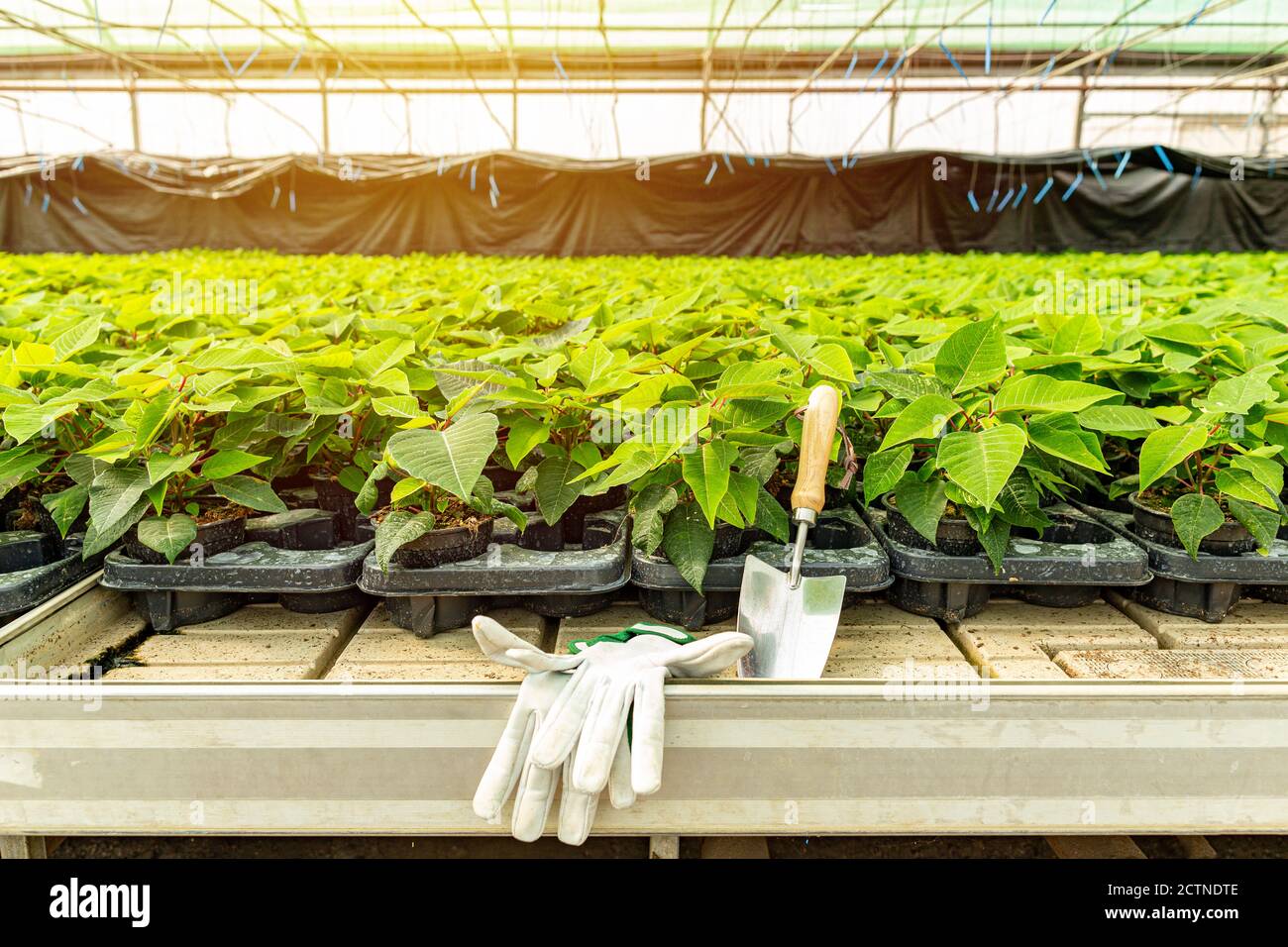 Poinsettia growing in pots in sunny greenhouse. Production and cultivation flowers Stock Photo