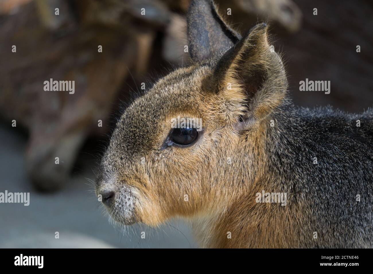 Patagonian mara habitat hi-res stock photography and images - Alamy