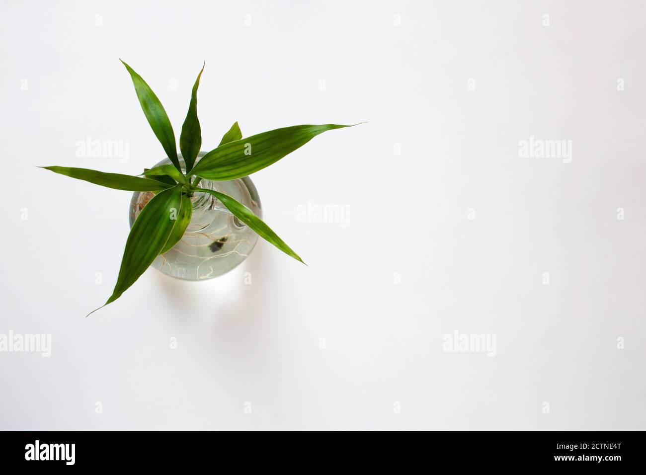 Lucky bamboo in glass bottle isolated on white background with a copy space from a high angle view Stock Photo