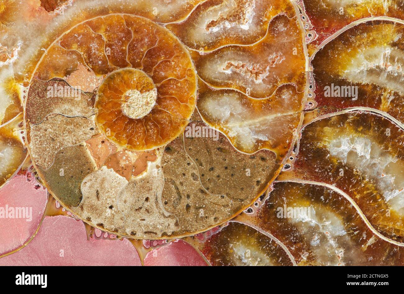 Ammonites, Subclass Of Extinct Cephalopod Molluscs Stock Photo - Alamy