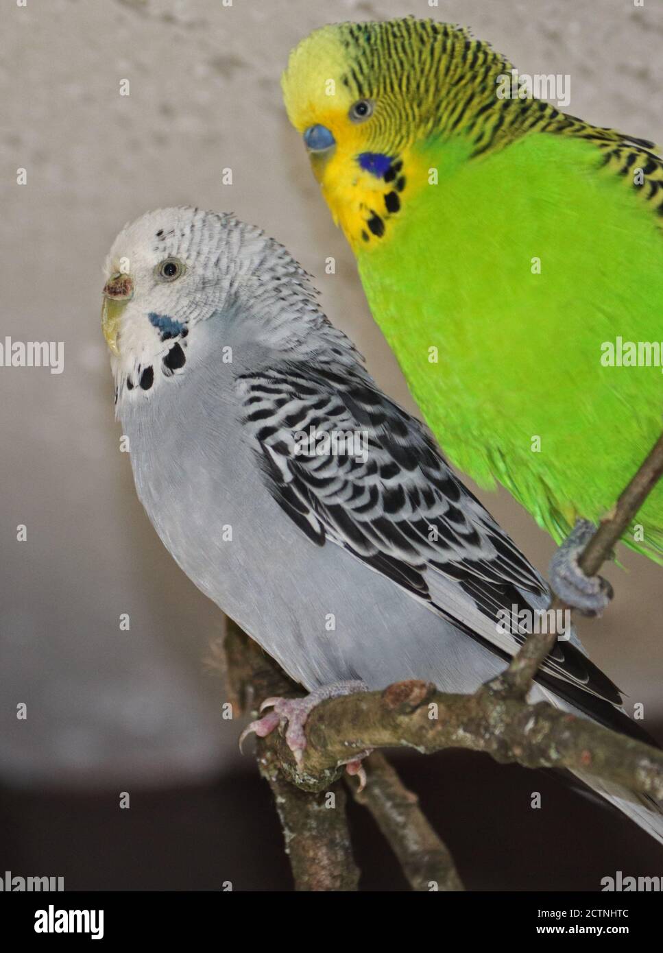 Gray parakeet sales