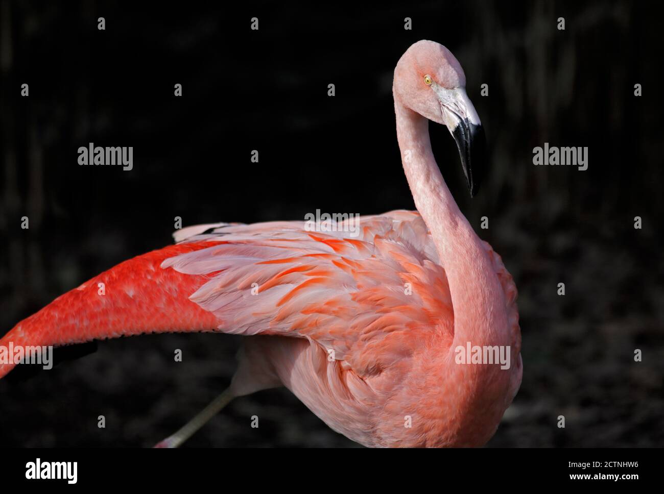 Chilean Flamingo (phoenicopterus chilensis) Stock Photo