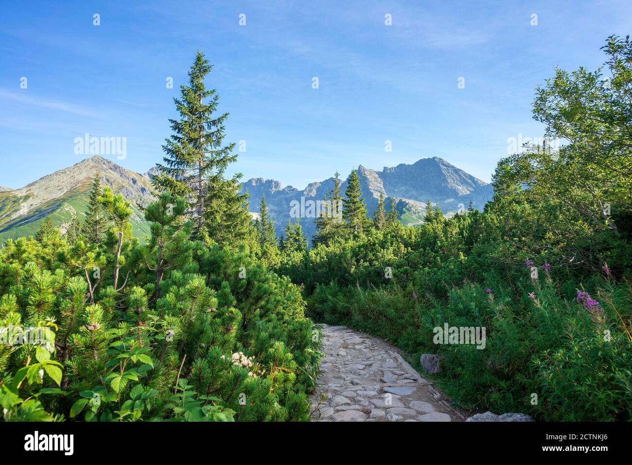 Lush green vegetation stones hi-res stock photography and images - Alamy