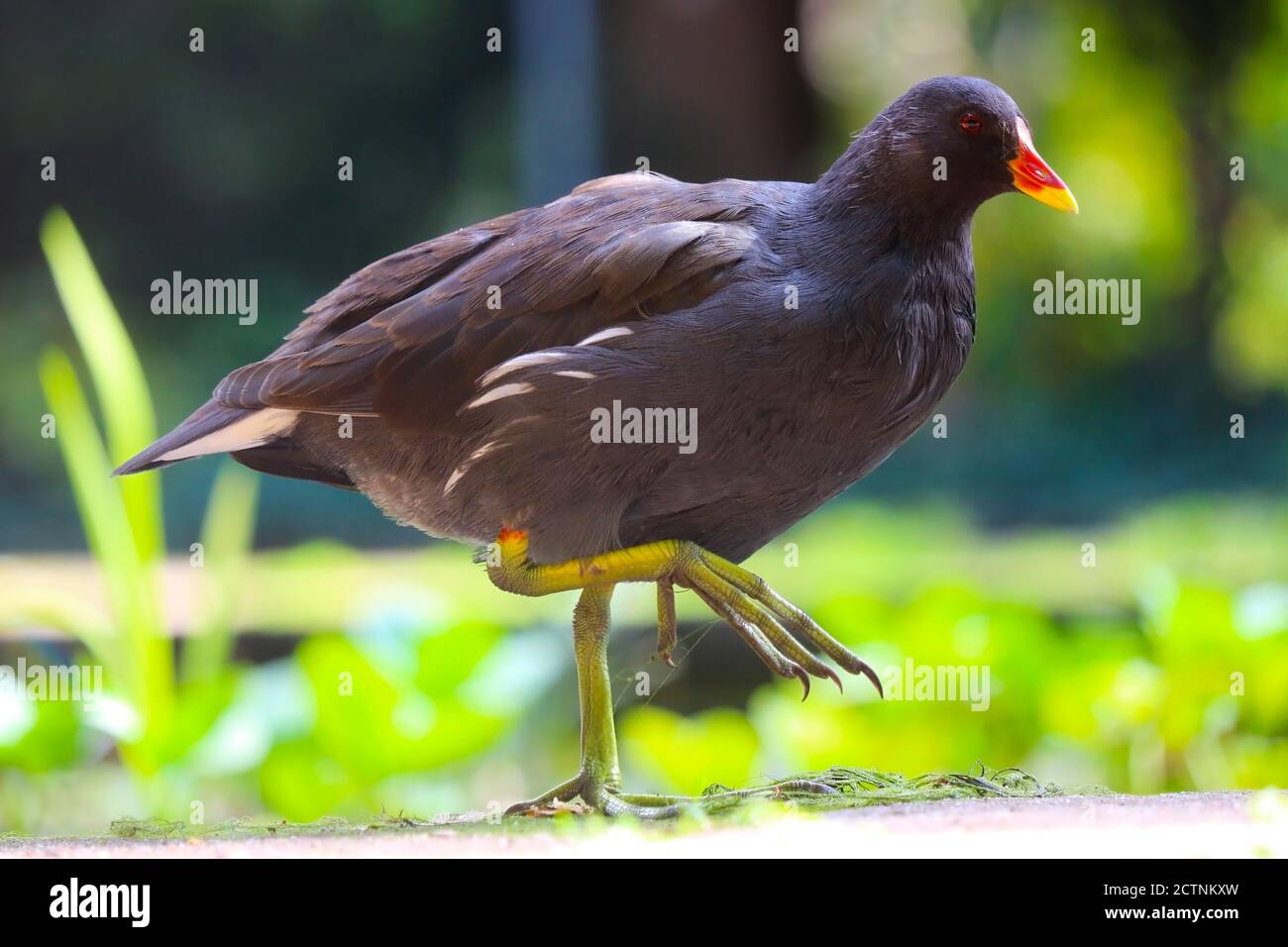 Adult common moorhen, gallinula chloropus in side view walking on large feet Stock Photo