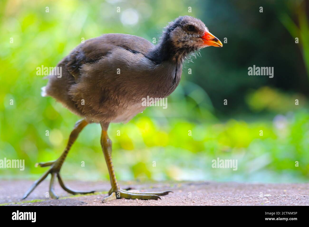 Young common moorhen, gallinula chloropus in side view walking on large feet in front of blurry green leaves in the sun Stock Photo