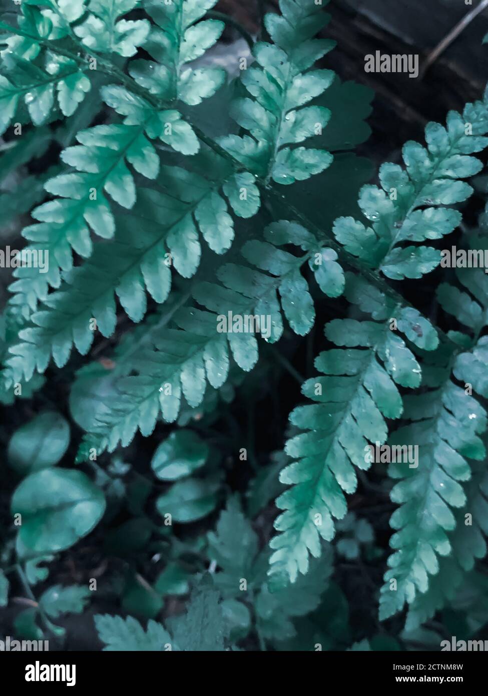 Fern leaves foliage natural hi-res stock photography and images - Alamy