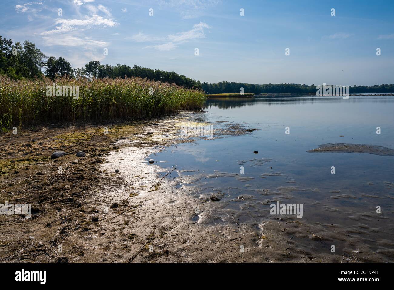 A backlit photo of a beautiful scenery with reed at a lake one of the ...