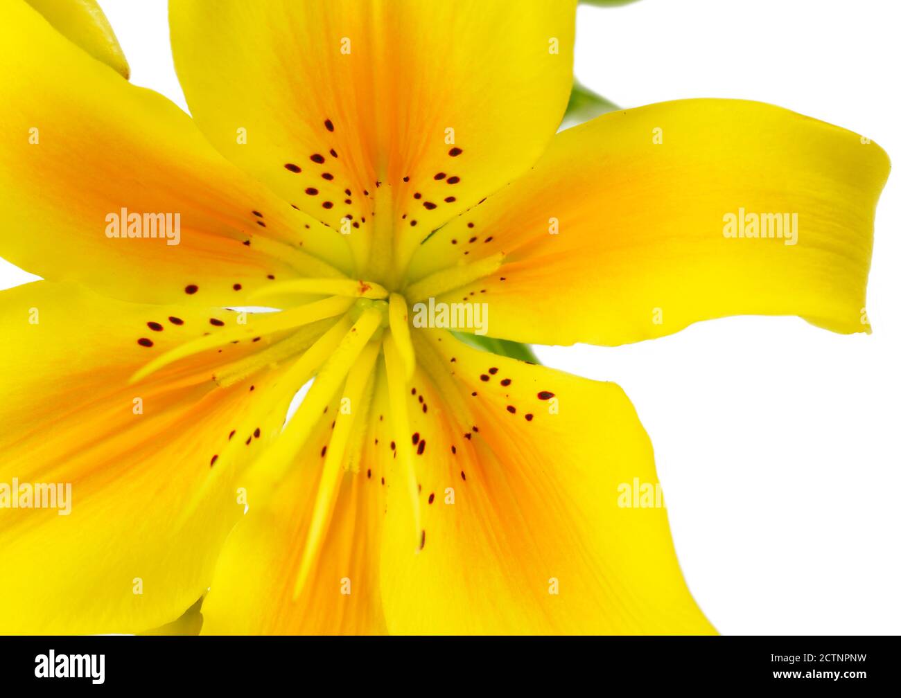 EXP - Lilly Yellow