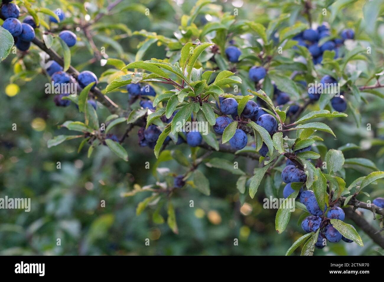Sloe Berries on Prunus spinosa UK Stock Photo Alamy
