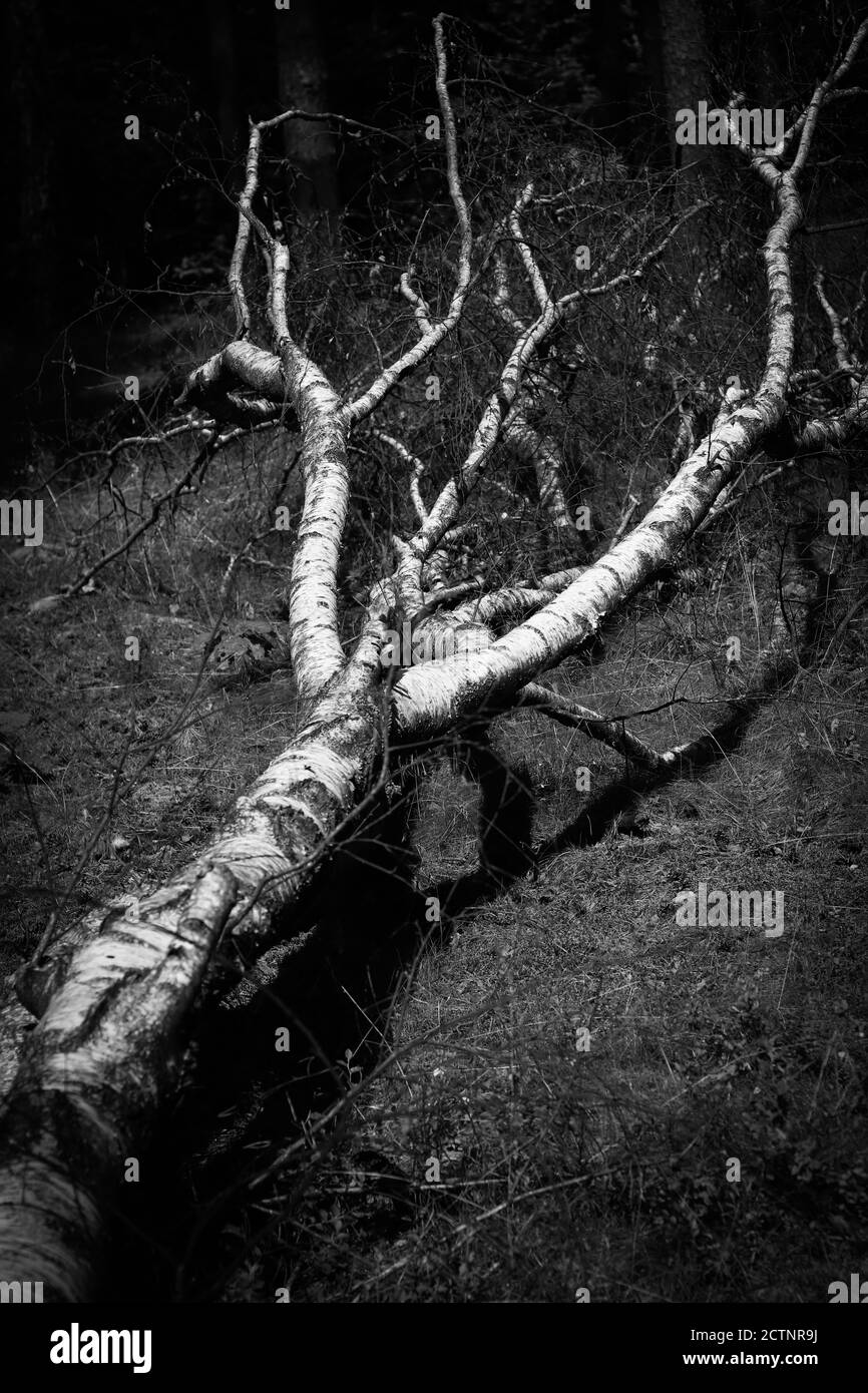 Birch fallen down by fierce tempest in the middle of young forest, black and white image Stock Photo