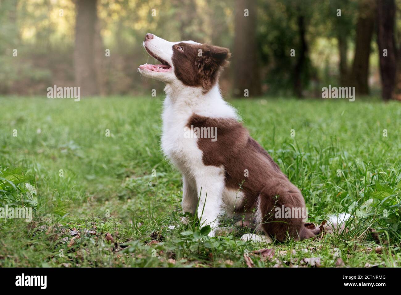Adorable Border collie puppy sitting on the ground. Four months old cute fluffy puppy in the park. Stock Photo