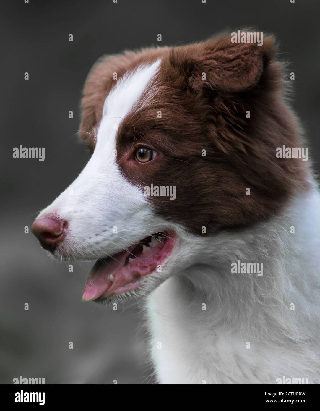 Chocolate Border Collie Puppy By Mark Taylor Border Collie Puppies Border Collie Collie Puppies