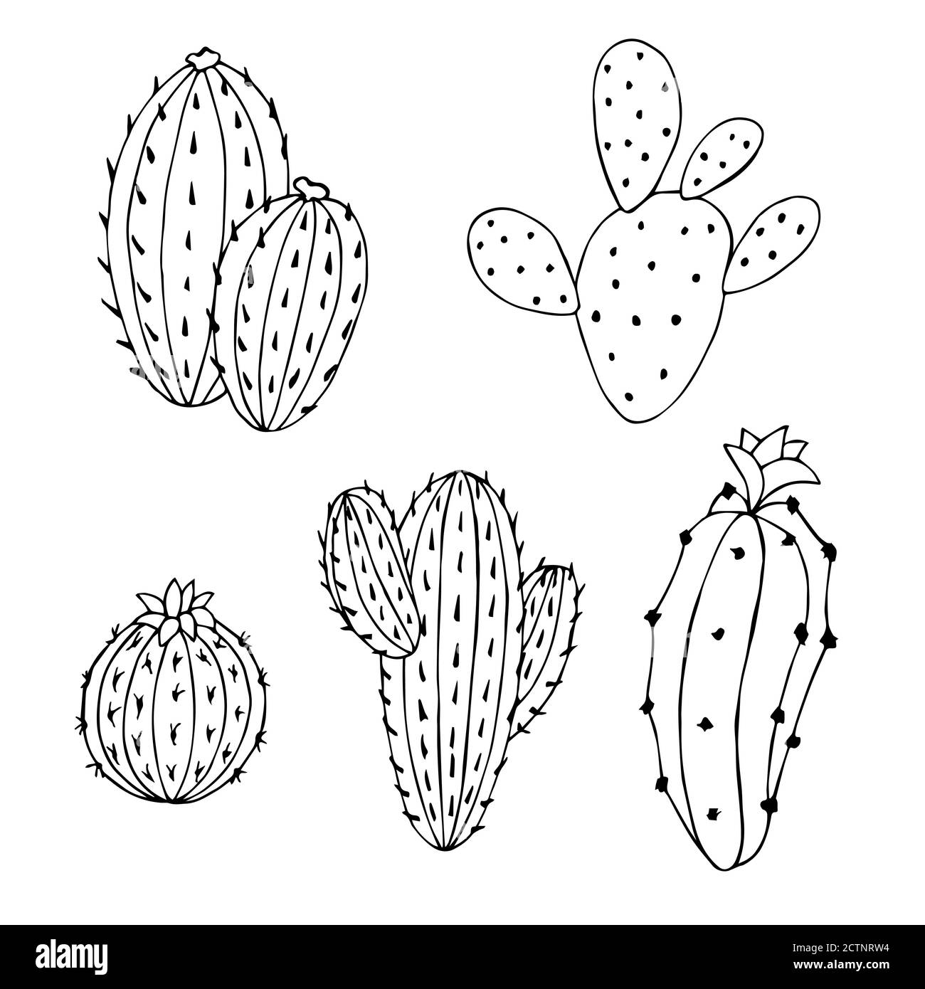 Cactus set graphic art black white isolated illustration vector Stock ...