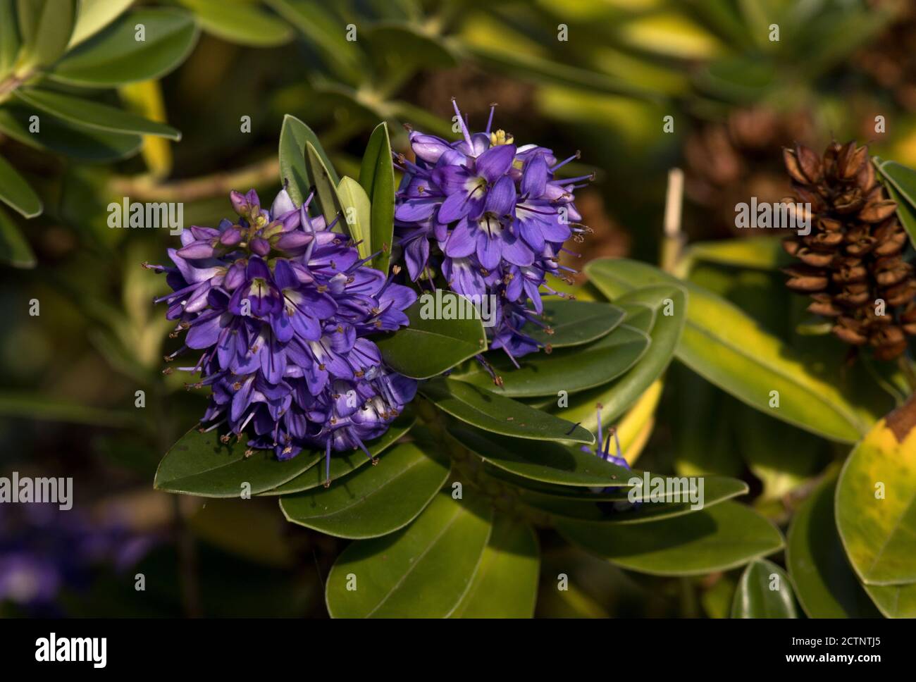 The Hebe is a popular evergreen and hardy shrub native to New Zealand and South America. Gardeners favour their frost resistance Stock Photo