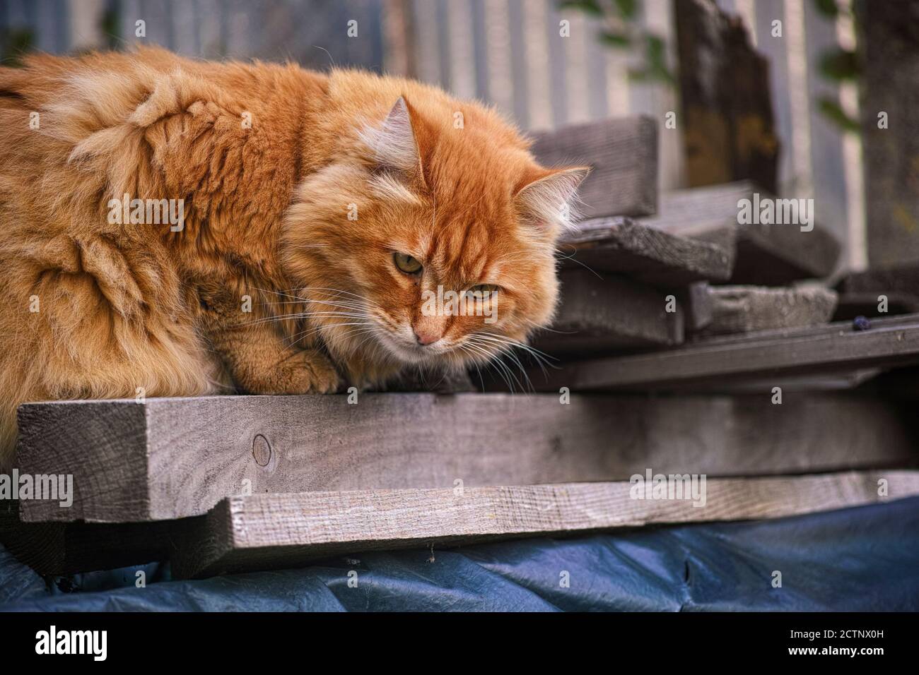 Red stray cat lying on old boards. Close up. Stock Photo