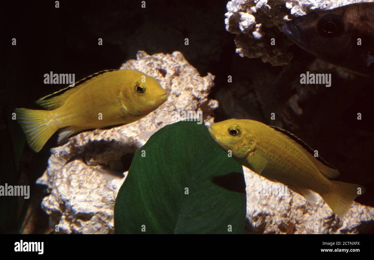 Electric yellow lab, Labidochromis caeruleus Stock Photo