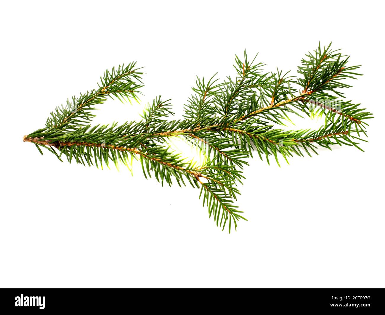 Fir branch isolated on white background Stock Photo