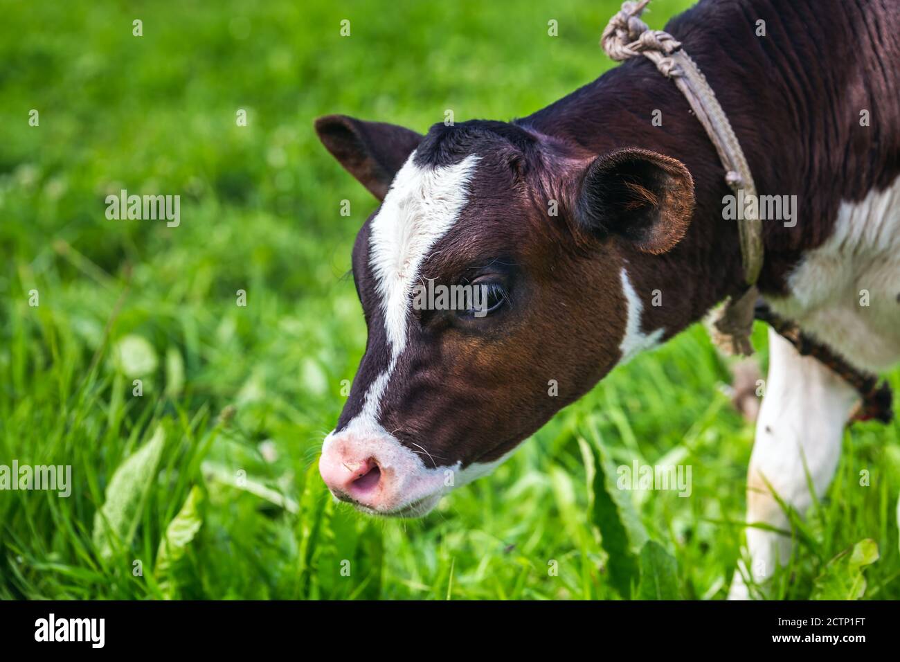 Close Up Portrait Of Black Cow Calf In The Field With Green Grass Stock ...