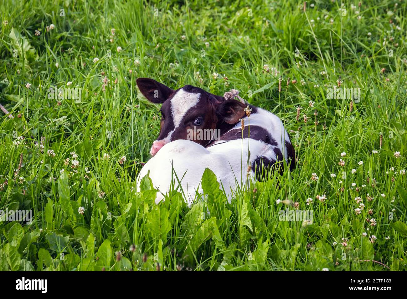 Close Up Portrait Of Black Cow Calf In The Field With Green Grass Stock ...