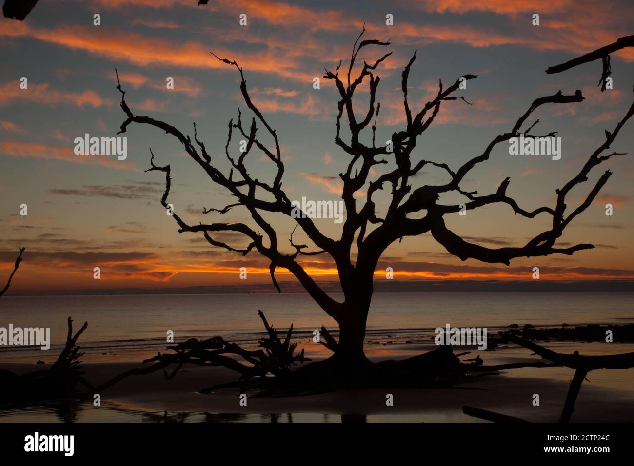 Driftwood on the Beach Stock Photo - Alamy